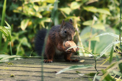 Close-up of squirrel holding a walnut in hands and mouth
