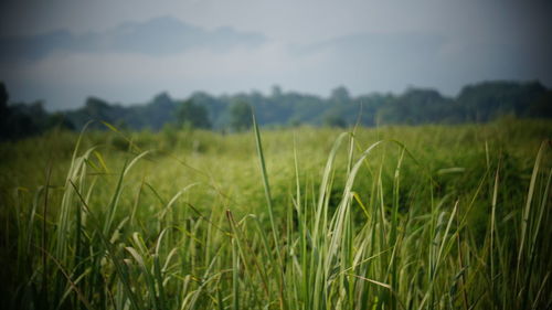 Crops growing on field against sky