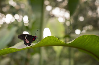 Close-up of butterfly on leaf