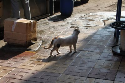 High angle view of dog on footpath