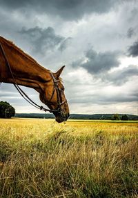 Horse on field against sky