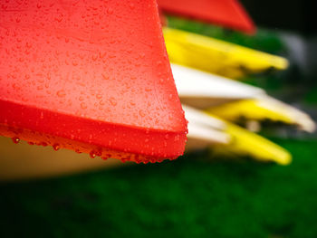 Close up of red leaf