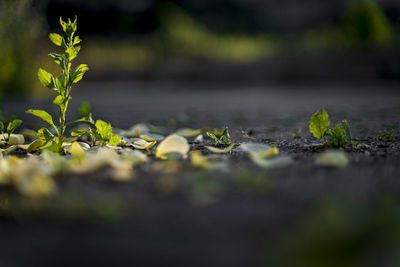 Close-up of plants growing outdoors