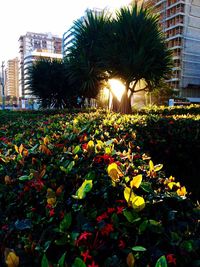 Plants growing in park