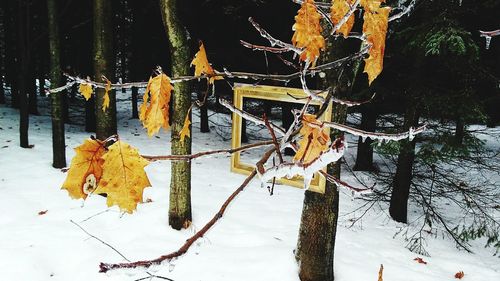 Close-up of snow covered tree against sky