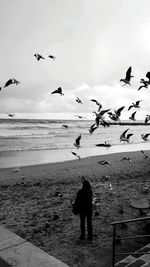 Seagull flying over sea