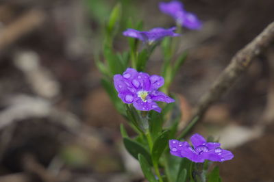 Close-up of purple flowers blooming outdoors