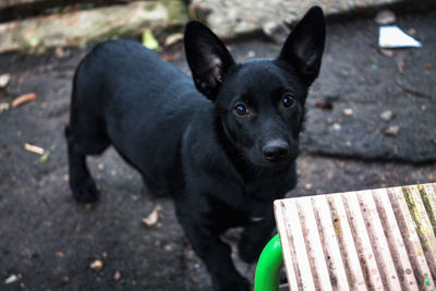 Close-up portrait of black dog