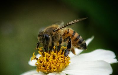 Close-up of bee pollinating on yellow flower