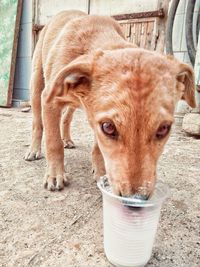 Portrait of horse drinking