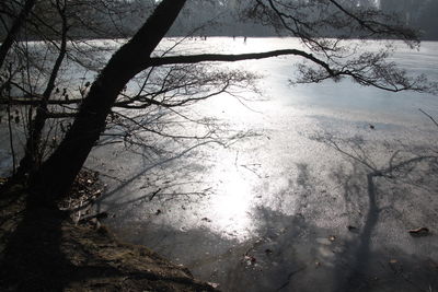 Trees in forest during winter