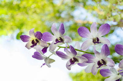 Close-up of purple flowering plant