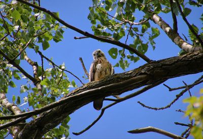 Low angle view of bird perching on tree against sky