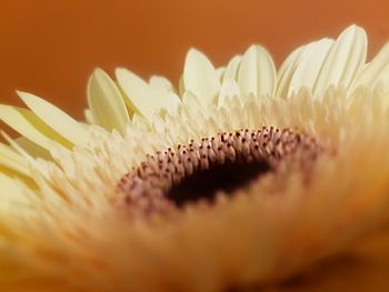 Close-up of white daisy flower