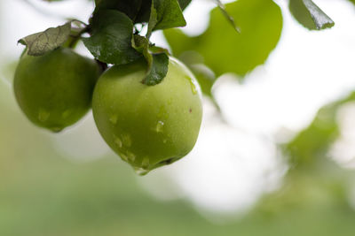 Close-up of fruits on tree