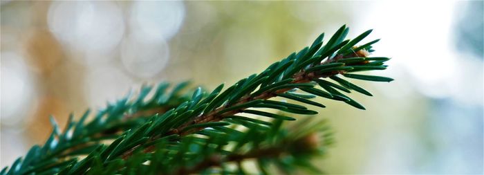 Close-up of pine tree branch