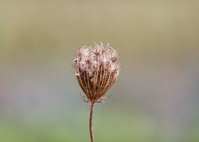 Close-up of thistle on plant