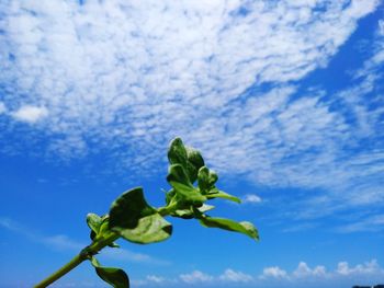 Low angle view of plant against blue sky