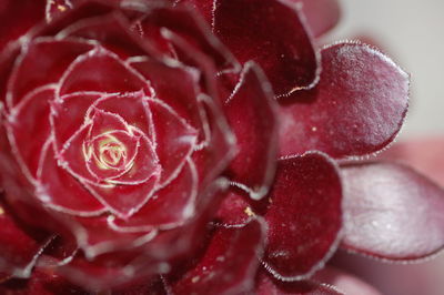 Close-up of maroon succulent plant