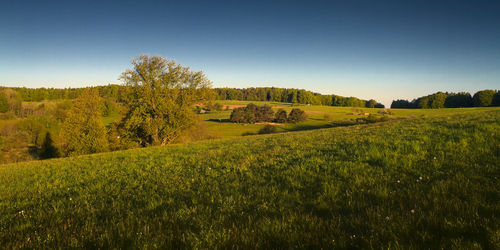 Scenic view of field against clear sky