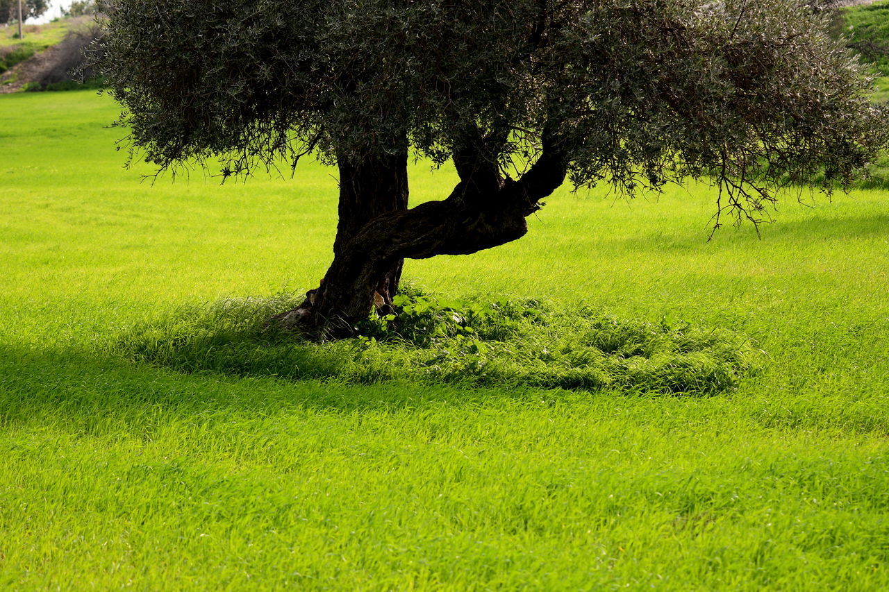 TREE ON FIELD