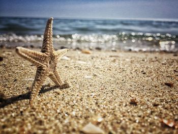 Starfish on sand at beach during sunny day