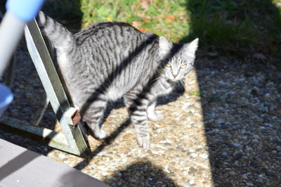 High angle view of tabby cat on footpath