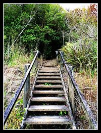 Staircase in forest