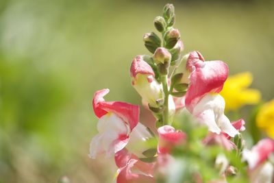 Close-up of pink flowering plant