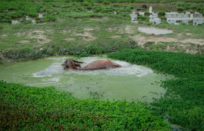 High angle view of horse on land