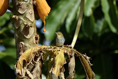 Close-up of bird perching on tree