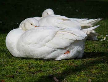 White geese on a field