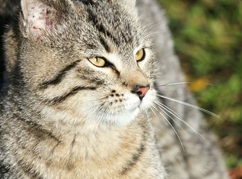 Close-up portrait of cat