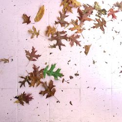 Close-up of maple leaves on white wall