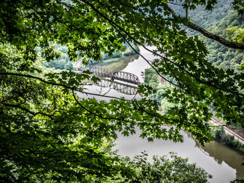 Low angle view of trees