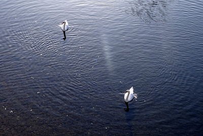 High angle view of seagull flying over lake