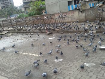 High angle view of pigeons in town