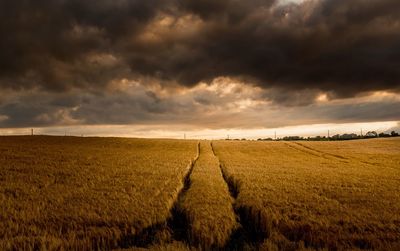 Scenic view of agricultural field against sky during sunset