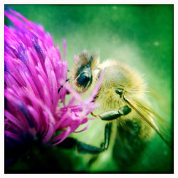 Close-up of insect on pink flower