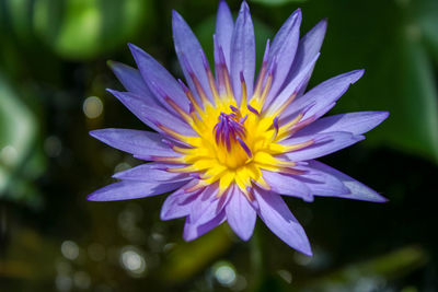 Close-up of purple flower