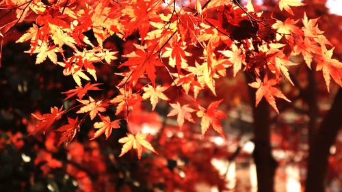 Close-up of autumnal leaves on tree during autumn