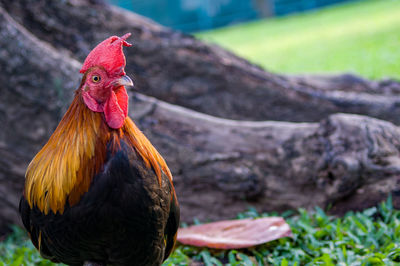 Close-up of a bird