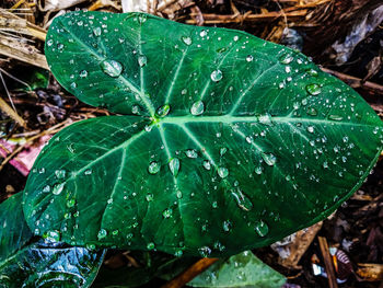Close-up of wet plant leaves during rainy season