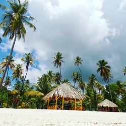 Palm trees against cloudy sky