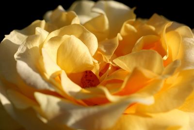 Close-up of yellow rose blooming outdoors