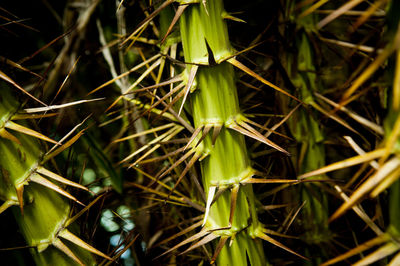 Close-up of bamboo plant on field