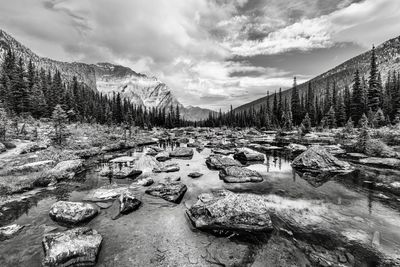 Hiking along gently flowing creek in the mountains