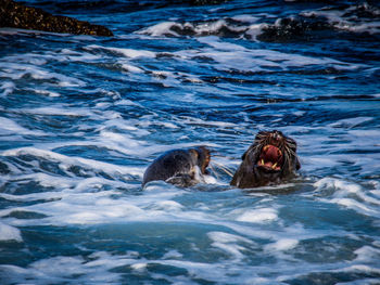 Seals swimming in sea