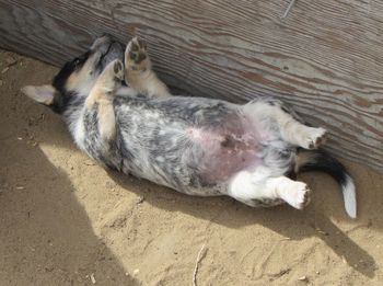 High angle view of cat lying down