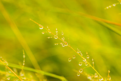 Close-up of wet plant during rainy season